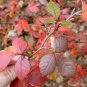 FRAGRANT LEMON SUMAC Rhus Aromatica 20 SEEDS Plantations