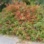 FRAGRANT LEMON SUMAC Rhus Aromatica 20 SEEDS Plantations