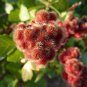 FRAGRANT LEMON SUMAC Rhus Aromatica 20 SEEDS Plantations