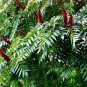 STAGHORN SUMAC Rhus Typhina - 30+ SEEDS Plantations