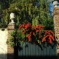 SCARLET FIRETHORN Pyracantha Coccinea 25 SEEDS Plantations