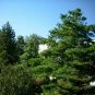 CHINESE WHITE PINE Pinus Armandii - 5 SEEDS Plantations