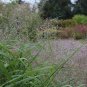 SAND LOVEGRASS Eragrostis Trichodes 200 SEEDS Plantations