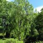 YUNNAN PINE Pinus Yunnanensis 30 SEEDS Plantations