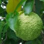 OSAGE ORANGE Maclura Pomifera 10 SEEDS Plantations