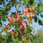 GOLDEN RAIN TREE Koelreuteria Paniculata 10 SEEDS Plantations