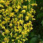 GOLDEN RAIN TREE Koelreuteria Paniculata 20 SEEDS Plantations