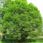 EUROPEAN HORNBEAM Carpinus Betulus 10 SEEDS Plantations