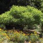 BUTTON BUSH Cephalanthus Occidentalis 20 SEEDS Plantations