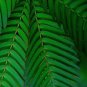 SENSITIVE PLANT Mimosa Pudica 15 SEEDS Plantations