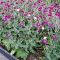 CAMPION Lychnis Coronaria mix - 30 SEEDS Plantations