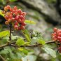 WAYFARING TREE Viburnum Lantana 5 SEEDS Plantations