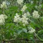 EUROPEAN RED ELDER Sambucus Racemosa - 50 SEEDS Plantations