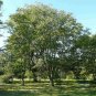 CHINESE LACQUER TREE Toxicodendron Vernicifluum - 5 SEEDS Plantations