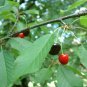 SWEET CHERRY Prunus Avium - 5+ SEEDS Plantations