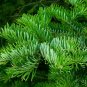 MANCHURIAN FIR Abies Holophylla - 10 SEEDS Plantations