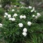 GARDEN PEONY Paeonia Lactiflora - 5 SEEDS Plantations