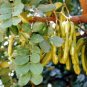 CAROB Ceratonia Siliqua 10 SEEDS Plantations