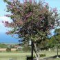 BUTTERFLY ORCHID TREE Bauhinia Purpurea - 5 SEEDS Plantations