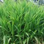 NORTHERN SEA OATS Chasmanthium Latifolium 25 SEEDS Plantations