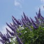 LILAC CHASTE TREE Vitex Agnus castus 10 SEEDS Plantations