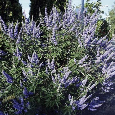 LILAC CHASTE TREE Vitex Agnus castus 20 SEEDS Plantations