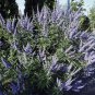 LILAC CHASTE TREE Vitex Agnus castus 20 SEEDS Plantations