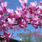 NORTHERN REDBUD Cercis Canadensis 10 SEEDS Plantations
