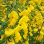 SCOTCH BROOM Cytisus Scoparius 25 SEEDS Plantations