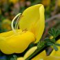 SCOTCH BROOM Cytisus Scoparius 50 SEEDS Plantations