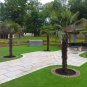 CHINESE WINDMILL PALM Trachycarpus Fortunei 10 SEEDS Plantations