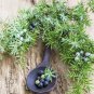 COMMON JUNIPER Juniperus Communis - 5+ SEEDS Plantations