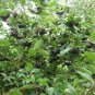 BLACK CHOKEBERRY Aronia Melanocarpa 20 SEEDS Plantations