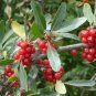 SILVER BUFFALOBERRY Shepherdia Argentea - 10+ SEEDS Plantations