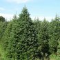 BALSAM FIR Abies Balsamea - 5 SEEDS Plantations