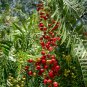 CALIFORNIA PEPPER TREE Schinus Molle - 5+ SEEDS Plantations