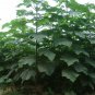 SHANTONG HYBRID Paulownia Shan Tong 500 SEEDS Plantations