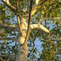 AMERICAN PLANETREE Platanus Occidentalis - 20 SEEDS Plantations