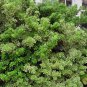 JAPANESE CHEESWOOD Pittosporum Tobira - 10+ SEEDS Plantations