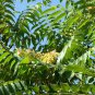 TREE OF HEAVEN Ailanthus Altissima - 10 SEEDS Plantations
