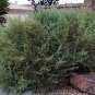 FOUR-WING SALTBUSH Atriplex Canescens - 25 SEEDS Plantations