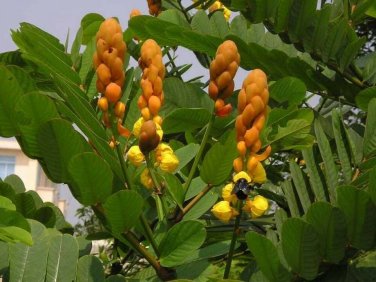 CANDLESTICK SHOWER TREE Cassia Alata - 20 SEEDS Plantations