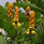 CANDLESTICK SHOWER TREE Cassia Alata - 20 SEEDS Plantations