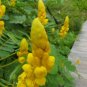 CANDLESTICK SHOWER TREE Cassia Alata - 20 SEEDS Plantations