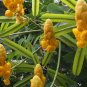 CANDLESTICK SHOWER TREE Cassia Alata - 20 SEEDS Plantations