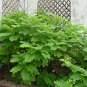 CANDLESTICK SHOWER TREE Cassia Alata - 20 SEEDS Plantations