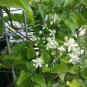 OLD MAN BEARD Clematis Vitalba - 20 SEEDS Plantations