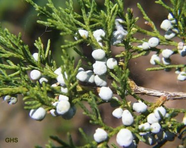 EASTERN RED CEDAR Juniperus Virginiana - 30 SEEDS Plantations