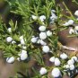 EASTERN RED CEDAR Juniperus Virginiana - 30 SEEDS Plantations