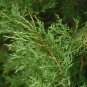 EASTERN RED CEDAR Juniperus Virginiana - 30 SEEDS Plantations